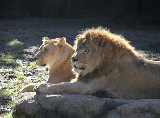 Memphis Zoo, Lions Memphis Zoo, Lions